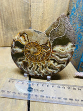 Load image into Gallery viewer, Fossil Ammonite