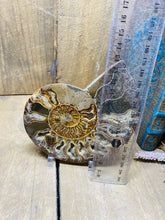 Load image into Gallery viewer, Fossil Ammonite