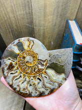 Load image into Gallery viewer, Fossil Ammonite