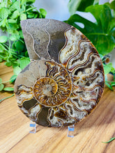 Load image into Gallery viewer, Fossil Ammonite
