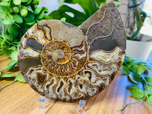 Load image into Gallery viewer, Fossil Ammonite