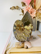 Load image into Gallery viewer, Fossil Ammonite