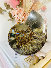 Load image into Gallery viewer, Fossil Ammonite