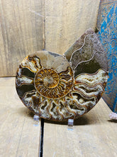 Load image into Gallery viewer, Fossil Ammonite