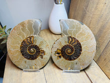 Load image into Gallery viewer, Fossil Ammonite pair