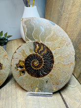 Load image into Gallery viewer, Fossil Ammonite pair