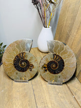 Load image into Gallery viewer, Fossil Ammonite pair