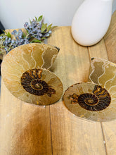 Load image into Gallery viewer, Fossil Ammonite pair