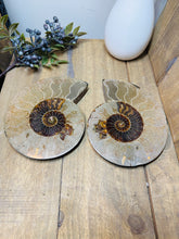 Load image into Gallery viewer, Fossil Ammonite pair