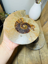 Load image into Gallery viewer, Fossil Ammonite pair