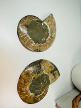 Load image into Gallery viewer, Fossil Ammonite pair
