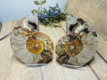Load image into Gallery viewer, Fossil Ammonite pair