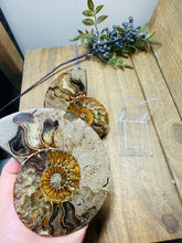 Load image into Gallery viewer, Fossil Ammonite pair