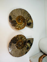 Load image into Gallery viewer, Fossil Ammonite pair