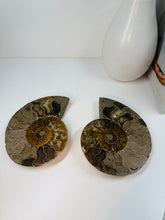 Load image into Gallery viewer, Fossil Ammonite pair