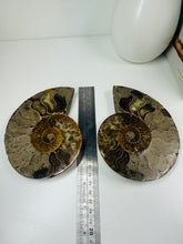 Load image into Gallery viewer, Fossil Ammonite pair