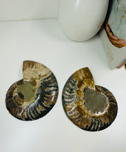 Load image into Gallery viewer, Fossil Ammonite pair