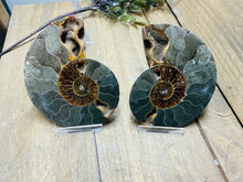 Load image into Gallery viewer, Fossil Ammonite pair