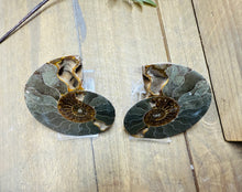 Load image into Gallery viewer, Fossil Ammonite pair