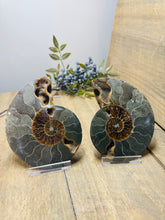 Load image into Gallery viewer, Fossil Ammonite pair