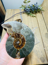 Load image into Gallery viewer, Fossil Ammonite pair