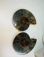 Load image into Gallery viewer, Fossil Ammonite pair
