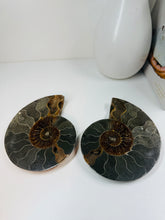 Load image into Gallery viewer, Fossil Ammonite pair