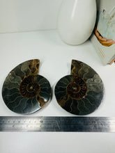 Load image into Gallery viewer, Fossil Ammonite pair