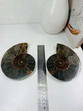 Load image into Gallery viewer, Fossil Ammonite pair