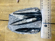 Load image into Gallery viewer, Fossil Orthoceras on display stand