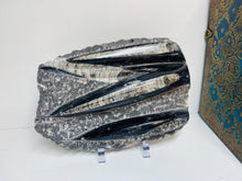 Load image into Gallery viewer, Fossil Orthoceras on display stand