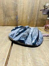 Load image into Gallery viewer, Fossil Orthoceras on display stand