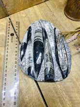 Load image into Gallery viewer, Fossil Orthoceras on display stand