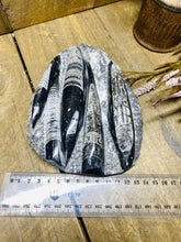 Load image into Gallery viewer, Fossil Orthoceras on display stand