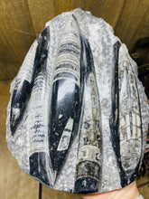 Load image into Gallery viewer, Fossil Orthoceras on display stand