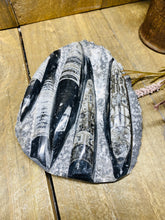 Load image into Gallery viewer, Fossil Orthoceras on display stand
