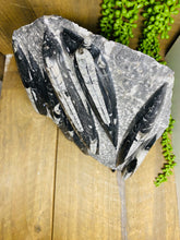 Load image into Gallery viewer, Fossil Orthoceras slab on black stand