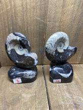 Load image into Gallery viewer, Freestanding Fossil Ammonite Orthoceras statute