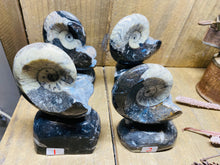 Load image into Gallery viewer, Freestanding Fossil Ammonite Orthoceras statute