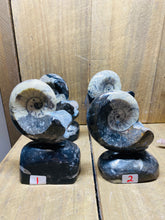 Load image into Gallery viewer, Freestanding Fossil Ammonite Orthoceras statute