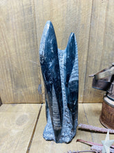 Load image into Gallery viewer, Freestanding Fossil Orthoceras statute