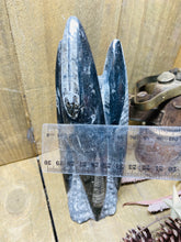 Load image into Gallery viewer, Freestanding Fossil Orthoceras statute