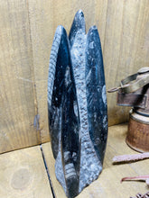 Load image into Gallery viewer, Freestanding Fossil Orthoceras statute