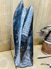Load image into Gallery viewer, Freestanding Fossil Orthoceras statute