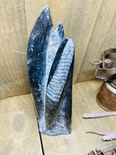 Load image into Gallery viewer, Freestanding Fossil Orthoceras statute