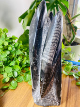 Load image into Gallery viewer, Freestanding Fossil Orthoceras statute