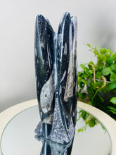 Load image into Gallery viewer, Freestanding Fossil Orthoceras statute