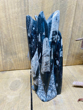 Load image into Gallery viewer, Freestanding Fossil Orthoceras statute