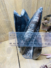 Load image into Gallery viewer, Freestanding Fossil Orthoceras statute