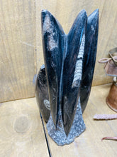 Load image into Gallery viewer, Freestanding Fossil Orthoceras statute
